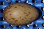 Yellow White Black - Egg
