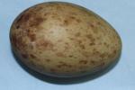 Yellow Blue Black - Egg