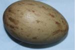 Green White Black - Egg