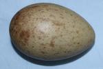 Green Yellow Black - Egg
