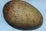 Black Red Black - Egg