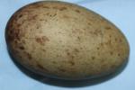 Black White Black - Egg