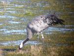 Albert on 22nd Feb 2016 at Slimbridge. (photo Claes Martenson)