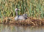 Monty on his first nest at Slimbridge - April 2013