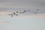 Chris in flight - note the dropped leg - Feb 2011