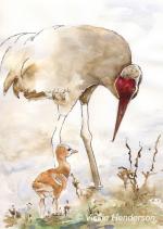 Greater sandhill crane feeding chick