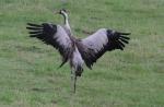 Chris re-growing primaries after moult Aug 2014. Photo Derek Cropton
