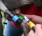 Michael being refitted with UK code rings Feb 2011
