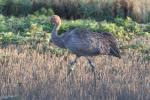 Swampy - November 2011