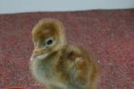 Squidgy - May 8th 2010