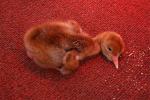 Recently hatched - May 8th 2010