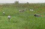 Feeding just outside the pen with others Aug 2010