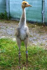 Swampy  - 9th June 2011