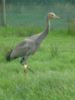 Sedge (aka Beate's Bird) - August 9th 2010