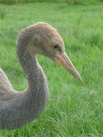 Sedge (aka Beate's Bird) - August 9th 2010