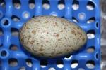 Black Blue White as an egg
