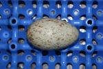 Yellow Red White as an egg