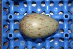 Yellow Black White (Gerald) as an egg