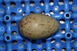 Green Black White (Flash) as an egg