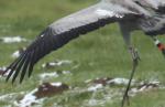 Ruby's white wing patch - Jan 2011