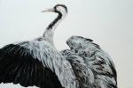 Detailed paining of a side view of a Eurasian Crane