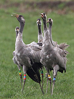 Cranes bugling
