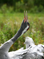 Adult crane. Credit: John Crispin