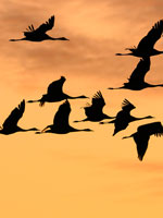 Cranes flying at sunset. Credit: Nick Upton/naturepl.com