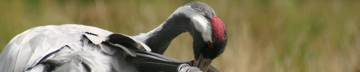 Adult crane preening. Credit: Damon Bridge