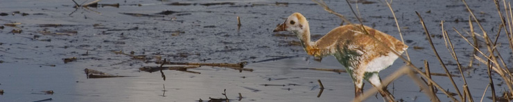 A young crane wading. Credit: Nicholas Cottrell