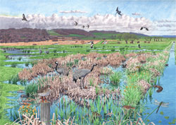 the crane landscape in spring