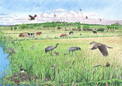 the crane landscape in summer